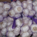Export Chinese fresh garlic high quality garlic wholesale